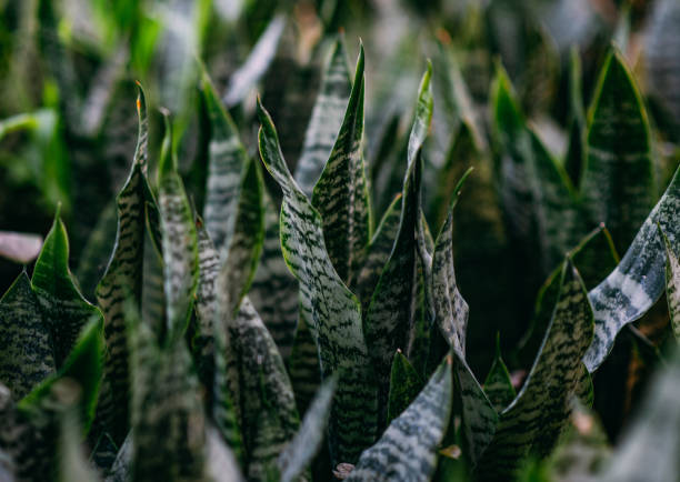 Dracaena Plants in the Nursery