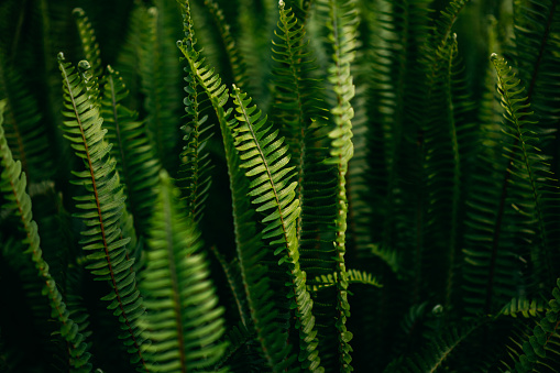 Macro de feuilles de fougère sauvages, d'un vert éclatant