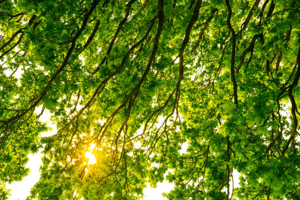 Shaded vertical view of an ancient English oak tree seen in full leaf. The sun can be seen bursting though.