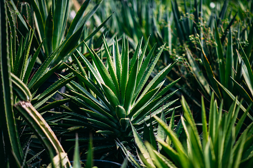 Blossoming, yellow flowers aloe-vera plant and blue sea, Curacao island, Carribean