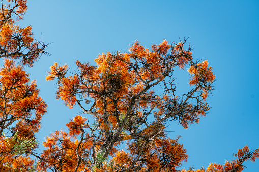 Unusual flowers of the Grevillea robusta tree in Greece