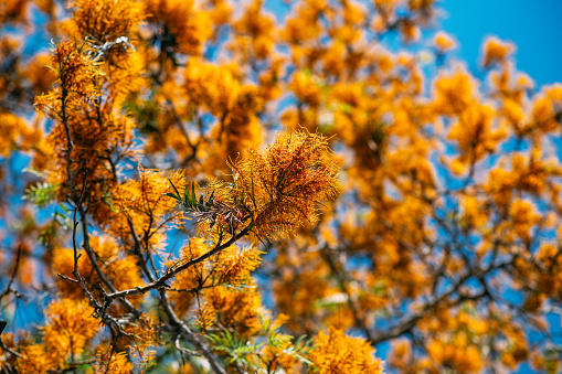 Grevillea Robusta Tree Flowers