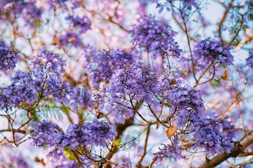 Blossoming Jacaranda trees in residential suburb Kirribilli of North Sydney - spring time season aerial cityscape view.