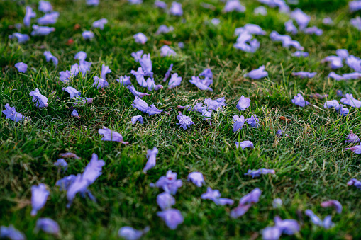 Purple Flowers Spilled on the Grass
