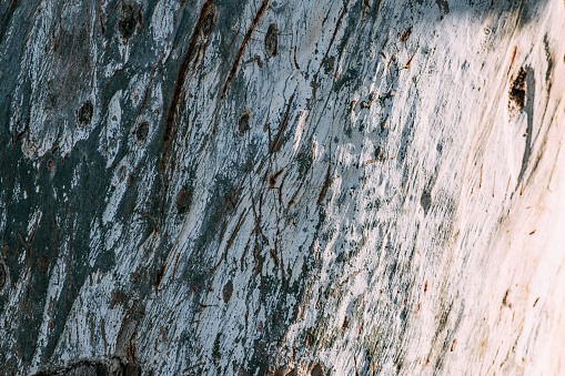 bark of grevillea robusta southern silky oak