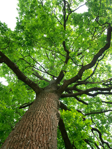 Oak tree photo