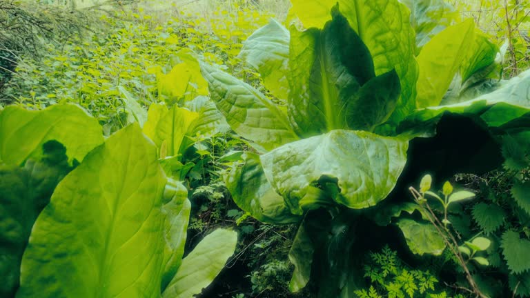 Skunk cabbage beside a stream