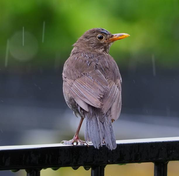 A single black bird perched on a metal railing against a backdrop of rain