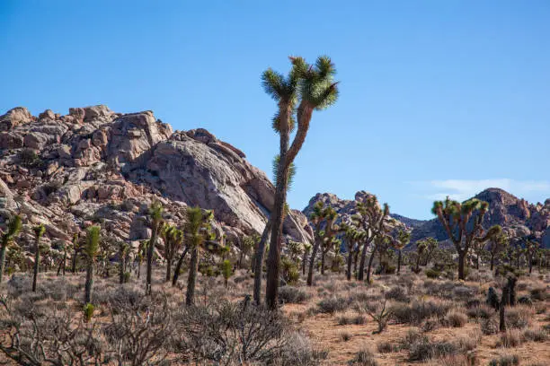 Ancient Joshua Trees and dramatic rock and desert landscape of Joshua Tree National Park