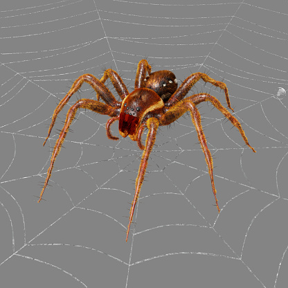 3d computer rendered illustration of a spider