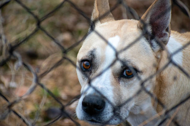 istock Dog behind fence 1494061846