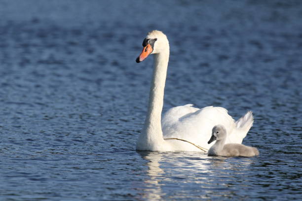 Mute swan parent swimming with one cygnet in Spring stock photo