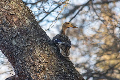 A rare sight: a mallard duck flew up in a tree