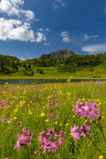 paesaggi vicino a kalbelesee, hochtann mountain pass, warth, vorarlberg, austria - kalbelesee foto e immagini stock