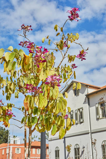 istock Flowering trees against the blue sky with clouds, spring 1494063415