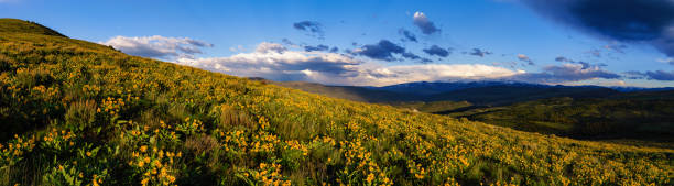 Yellow Arrowleaf Balsamroot Wildflower Mountain Landscape Scenic - Views of Sawatch Mountains and Beaver Creek in large open meadow filled with vivid colorful wildflowers. Vail/Beaver Creek, Colorado USA.