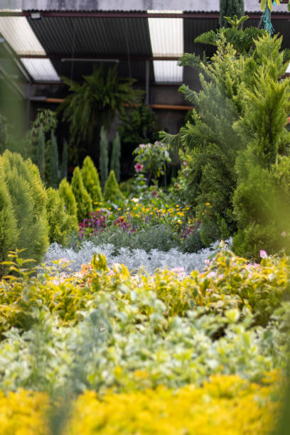 istock Plants and small trees in a greenhouse 1494064358