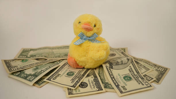 istock Yellow duck sits on dollars. Concept finance wealth. 1494065237