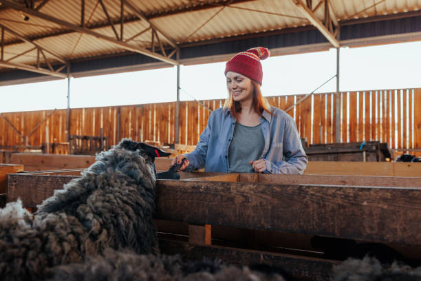 istock Female farmer feeding sheep. 1494065437