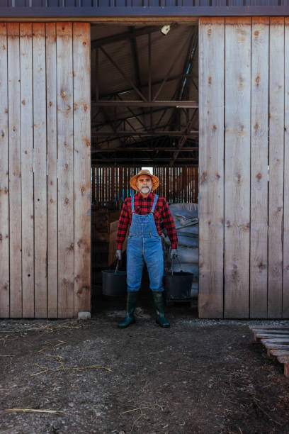 istock Mature farmer standing at barn door. 1494065734