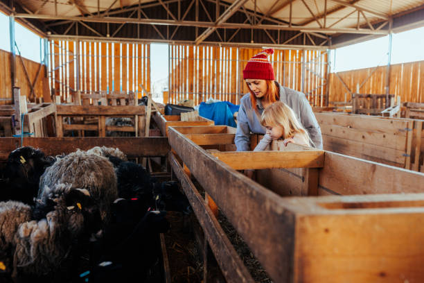 istock Mother and daughter checking on sheep. 1494065812
