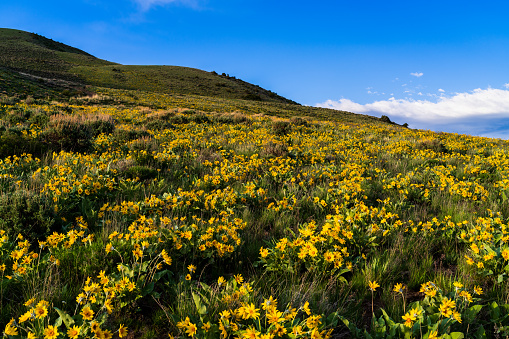 Yellow Arrowleaf Balsamroot Wildflower Mountain Landscape Scenic - Views of Sawatch Mountains and Beaver Creek in large open meadow filled with vivid colorful wildflowers. Vail/Beaver Creek, Colorado USA.