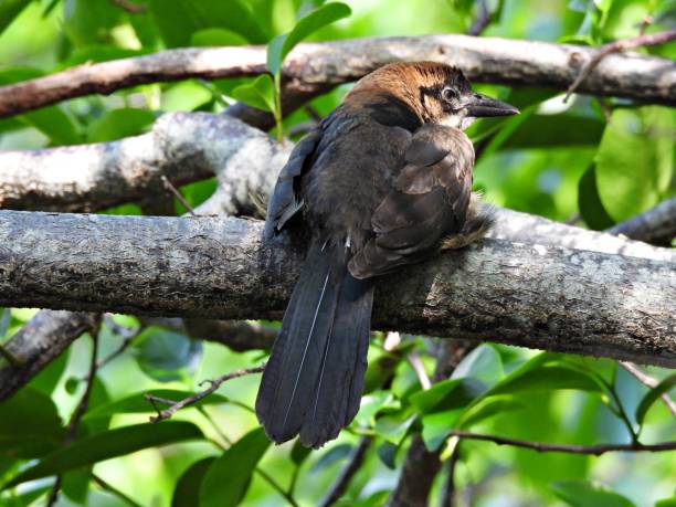 istock Boat-tailed Grackle (Quiscalus major) - immature perched on a branch 1494065996