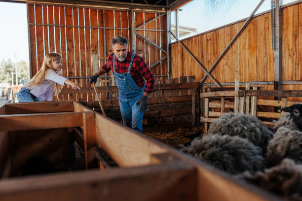 istock Mother and daughter checking on sheep. 1494066221
