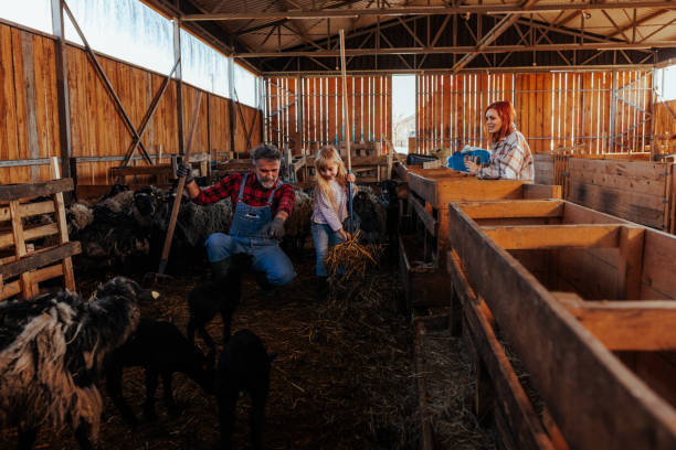 istock Family at farm. 1494066504