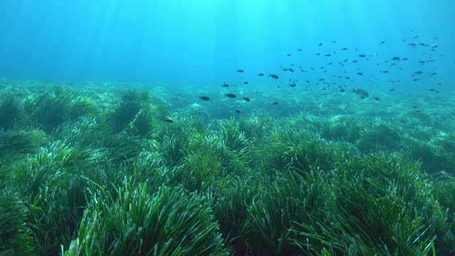 Nature underwater - Very green Posidonia seaweed field