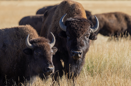 wild bison in Wyoming in autumn