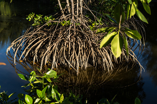 Mangrove forest is a type of forest that is commonly found in estuary areas with swampy or solid soil structures.