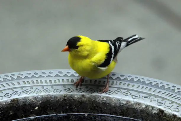 A male American Goldfinch visits a garden birdbath.