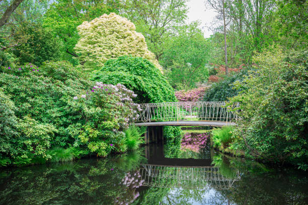 Scenic view of a bridge and flowering Rhododendron along the waterside in botanical garden \