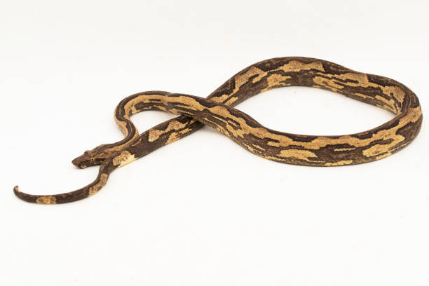 istock the Indonesian tree boa Candoia carinata or Pacific ground boa snake  on white background 1494073716