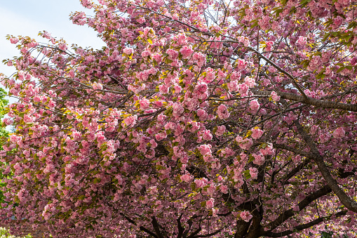 Cherry blossom, pink flowers on tree branches.