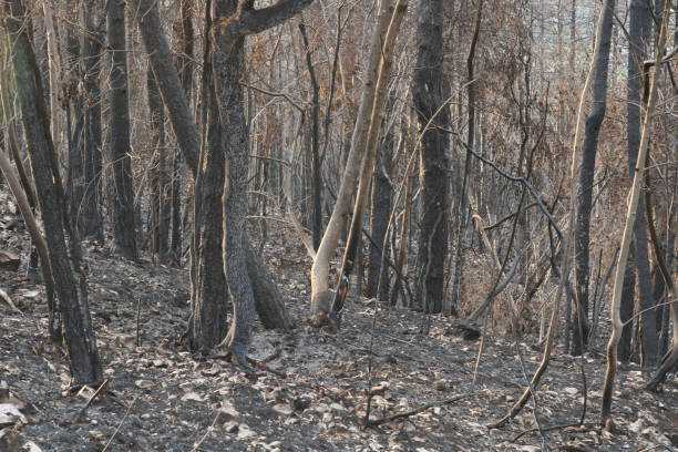 forest fire remains stock photo