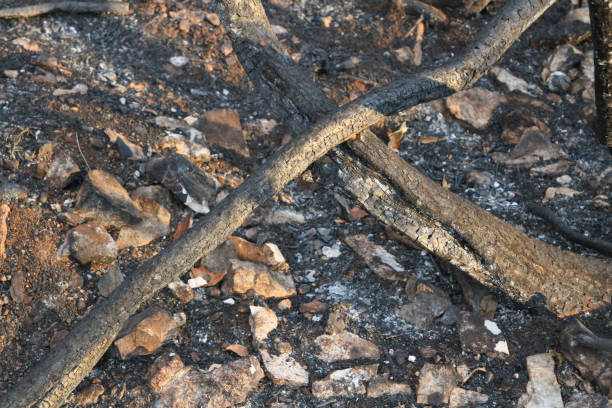 forest fire remains stock photo