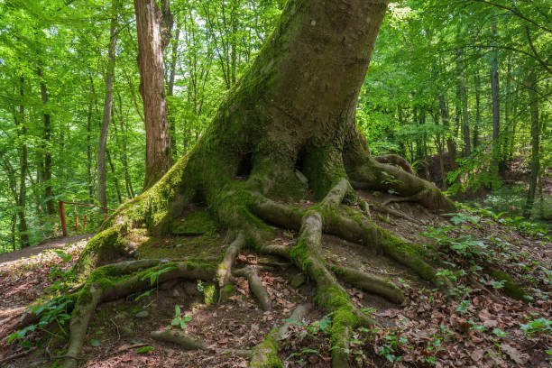 istock Old tree root at the Visegrad mountain in hungary. 1494078706