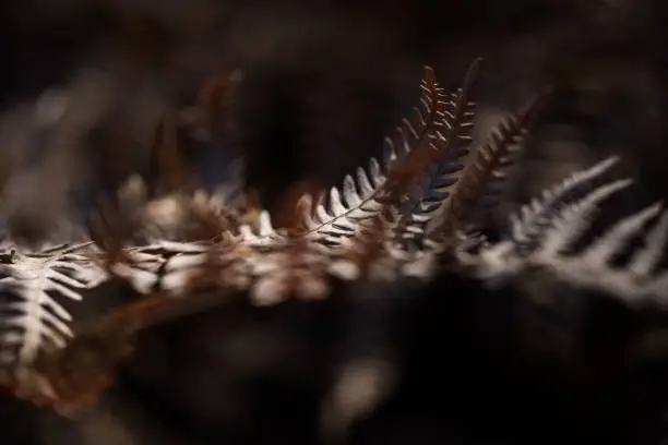 Image of a dry brown fern leaf in the forest. Natural light. Side view. Selective focus. Blurred parts.