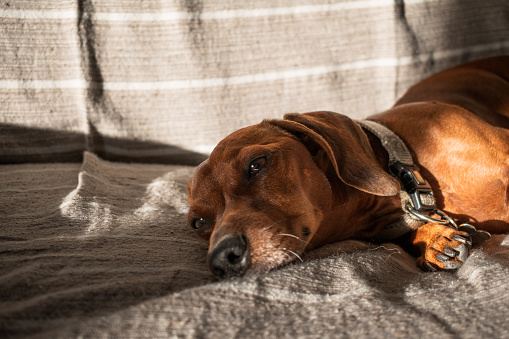 Brown short haired dachshund dog lying with sad expression on the sofa