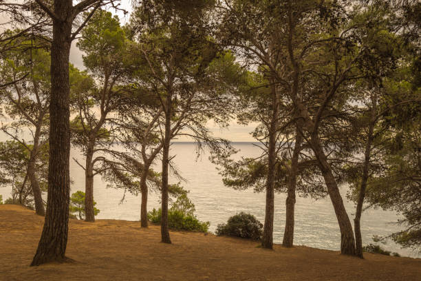 View of a pine forest next to the Mediterranean Sea on the Costa Brava in Catalonia, Spain.
