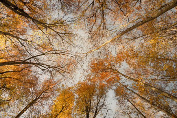 istock Low angle view of trees in autumn. 1494079746