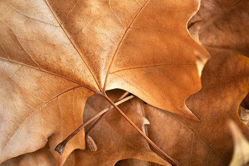 Close up image of various dry leaves. You can see the texture of the leaves. Selective focus, parts out of focus.