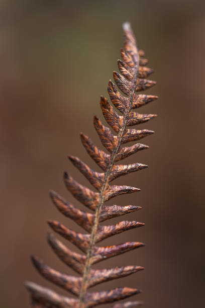 istock Leaf of a dried brown fern. 1494079758