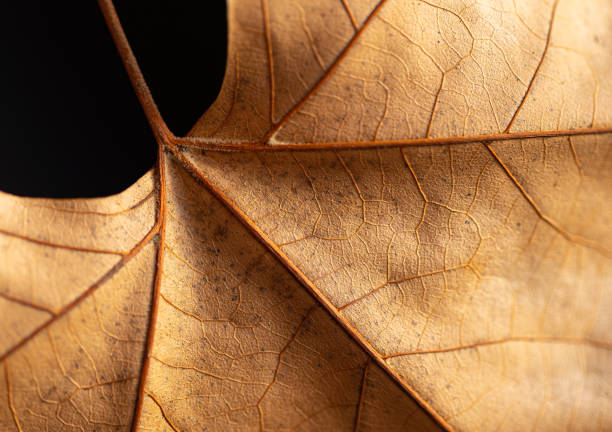 Close up image of a dry leaf. The texture of the leaf and its nerves can be seen. Black background. Selective focus, parts out of focus.