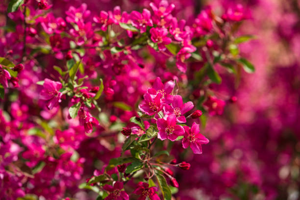 Bunches of cherry berries on tree