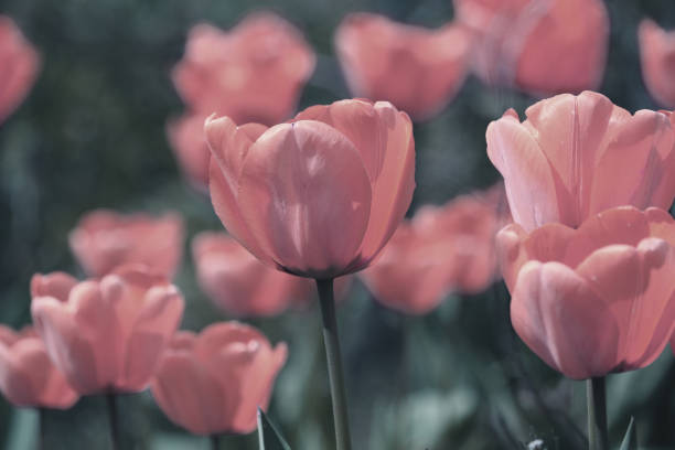 istock Beautiful tulips (Tulipa) isolated on a green background. 1494081623