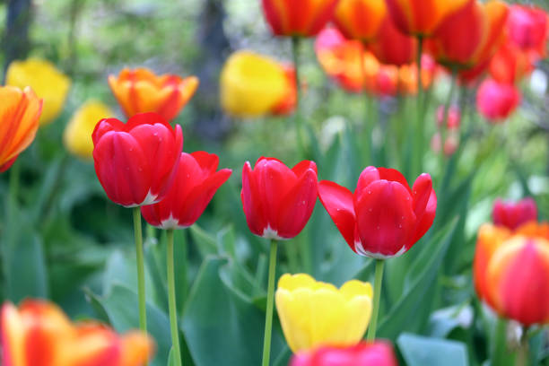 istock Beautiful tulips (Tulipa) isolated on a green background. 1494081629