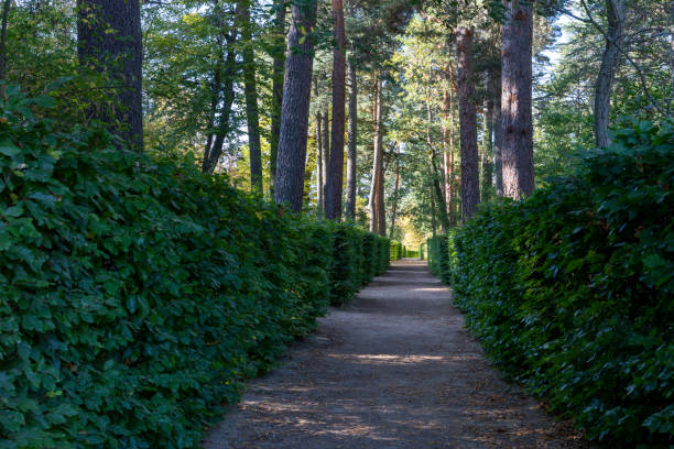 Shaded dirt road between bushes and trees. La Granja de San Ildefonso